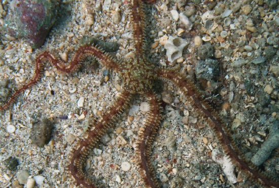  Ophionereis porrecta (Long Arm Brittle Star)